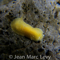 Doris granulosa