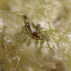 Stiliger sp.1