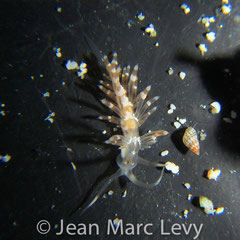 Herviella albida