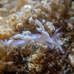 Flabellina sp.4