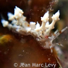 Eubranchus sp.7