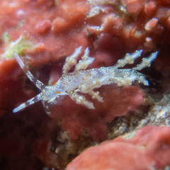Eubranchus sp.10