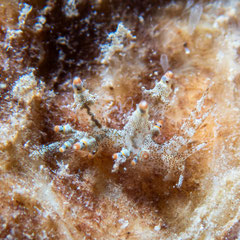 Eubranchus mandapamensis
