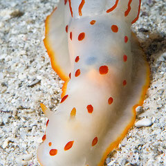 Gymnodoris ceylonica