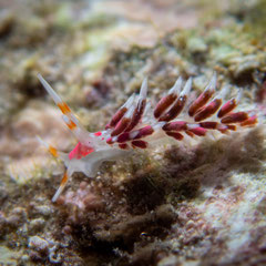 Tenellia sp. 2