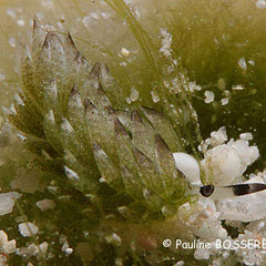 Costasiella sp. 2