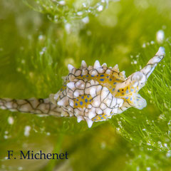 Oxynoe kylei