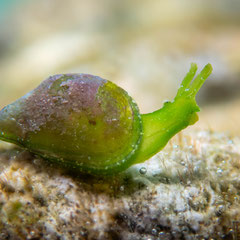 Berthelinia pseudochloris