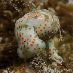 Haminoea cymbalum