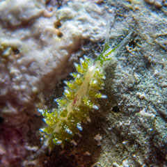 Ercolania sp.1