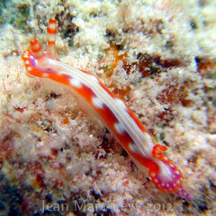 Hypselodoris sp. 1