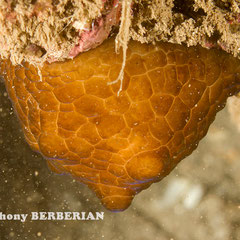 Coriocella nigra