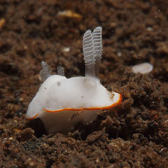 Goniobranchus albonares