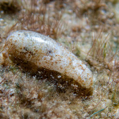 Liloa sp.1