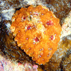 Ceratosoma miamirana