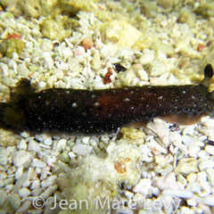 Dendrodoris nigra