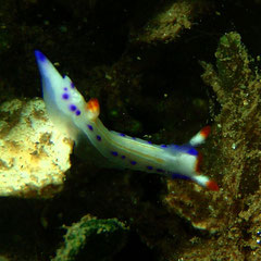 Thorunna florens