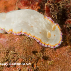 Goniobranchus sp.4