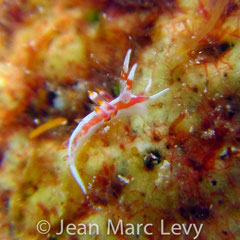 Tenellia sp. 4