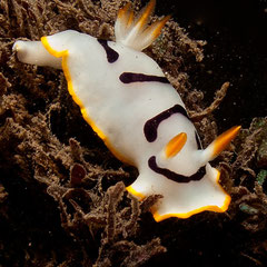 Goniobranchus sp.3