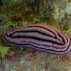 Phyllidiella rosans