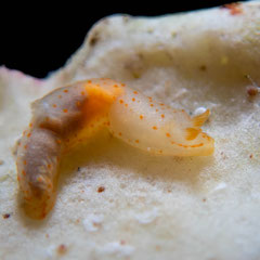 Gymnodoris sp.4