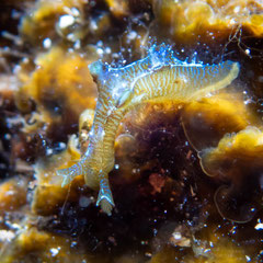 Crosslandia sp.2