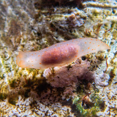Gymnodoris sp.8