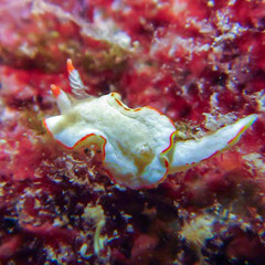 Diaphorodoris sp#1