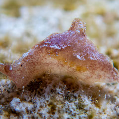 Elysia sp.16
