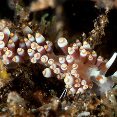 Tenellia sp.21