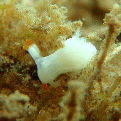 Trapania cf aurata