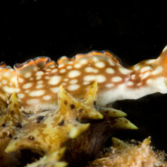 Elysia rufescens