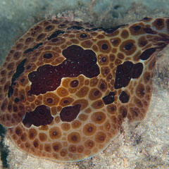 Pleurobranchus grandis