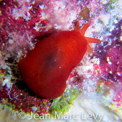 Pleurehdera haraldi