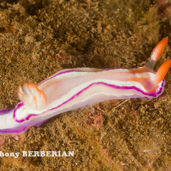 Thorunna sp. 2