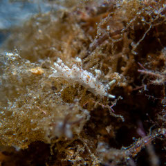 Eubranchus sp.2