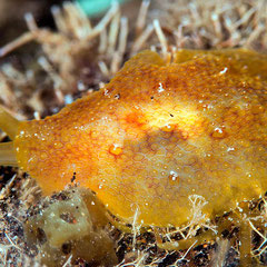 Pleurobranchus albiguttatus