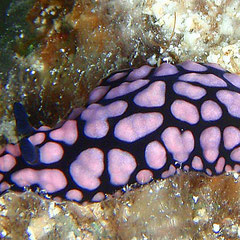 Phyllidiella pustulosa