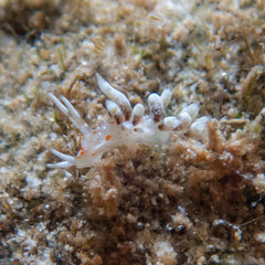 Tenellia sp. 14