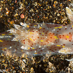 Plocamopherus cf. telesii