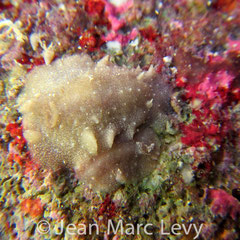 Discodorid sp. 7 non identifié