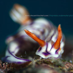 Hypselodoris zephyra