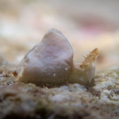 Elysia sp.21