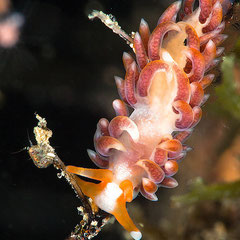Phidiana salaamica