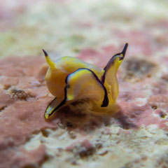 Siphopteron nigromarginatum