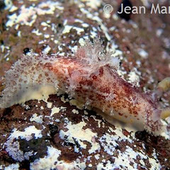 Plocamopherus ceylonicus