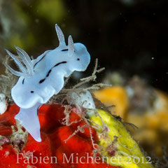 Chromodoris willani
