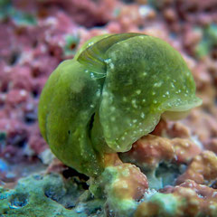 Smaragdinella calyculata