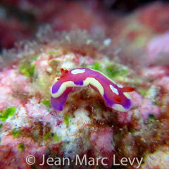 Mexichromis pusilla